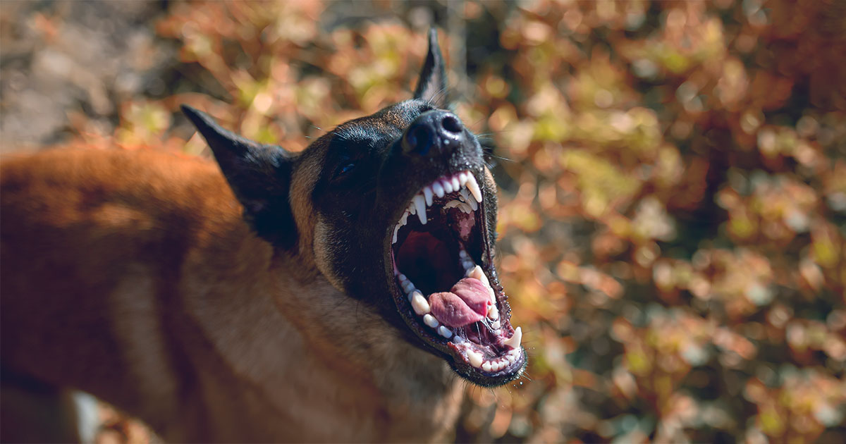 Jacksonville Dog Bites & Attacks Lawyer